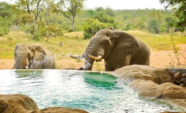 Timbavati: Motswari Game Lodge