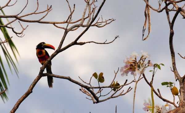 Carara - Macaw Rainforest Lodge