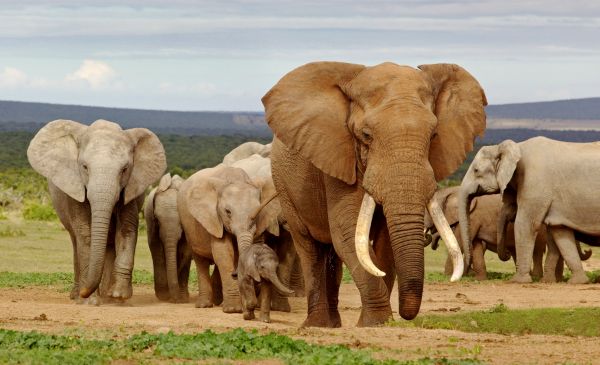 Addo Elephant Nationaal Park