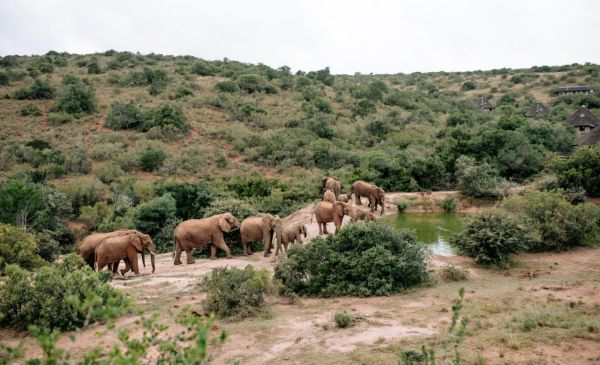 Addo: Amakhala Game Reserve - Bukela Game Lodge